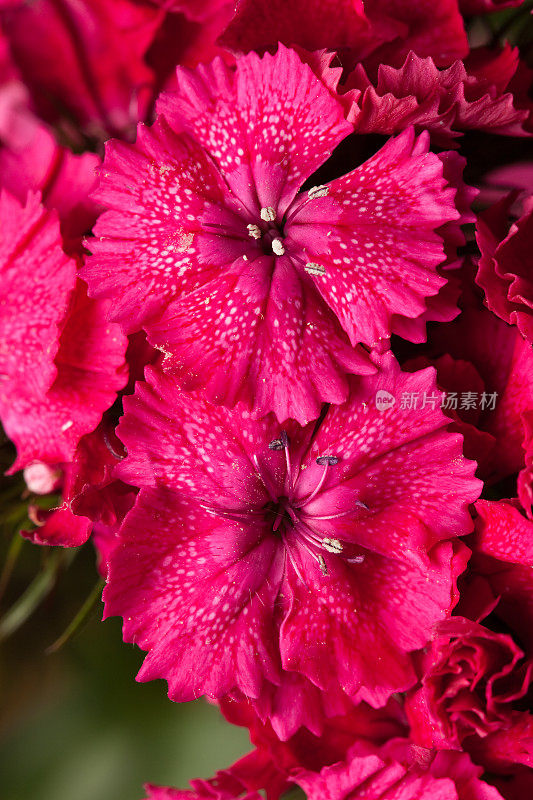 甜william - Dianthus barbatus